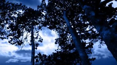 Fırtınalı bir gecede Ağaçların Arkasına Yıldırım Düştü