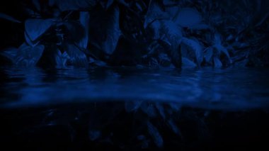 Gece Su Altında ve Yukarıda Egzotik Bitkiler