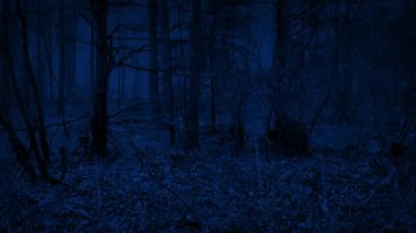 Yağmurlu bir gecede Ağaçlık Arazi 'yi geçiyoruz.