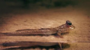 Sudaki Çamur Kaptanı Amfibik Balık