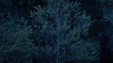 Rüzgarlı Sonbahar Akşamı Ağaçları