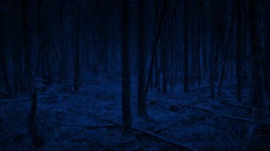 POV Gece Yoğun Ormanda Yürüyor