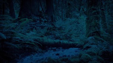 Akşamları Ormanın İçinden Akın