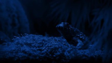 Gece Ormanda Kurbağa