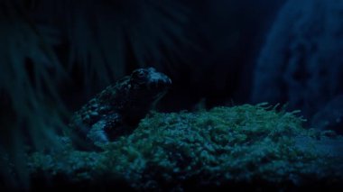 Karanlık Ormanda Şelaleden Kurbağa