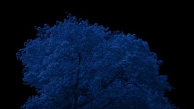 Gece Ağacı Siyah Üzerinde
