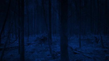 Dark Woodland Hareketli POV Vuruşu