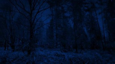 Kar yağışında kış ormanı Gece geç saatlerde