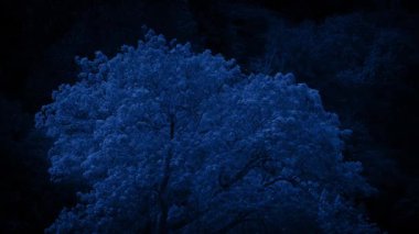 Ay ışığında Orman Ağacı