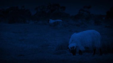 Gece Tepelerde Koyun Otlağı