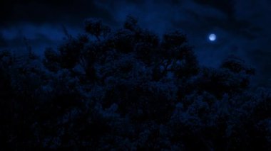 Rüzgarlı bir gecede Ay 'ın üstünde çalılar