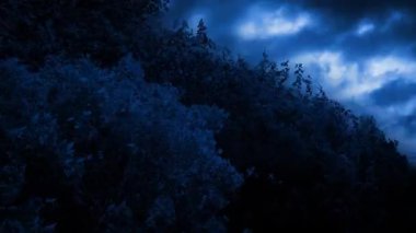 Fırtınalı bir gecede Ağaçların Arkasına Yıldırım Düştü