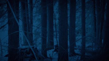 İsimsiz Adam Karanlıkta Karlı Ormanda Yürüyor