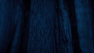 Karanlıkta Büyük Yaşlı Ağaç Gövdesini Geçmek