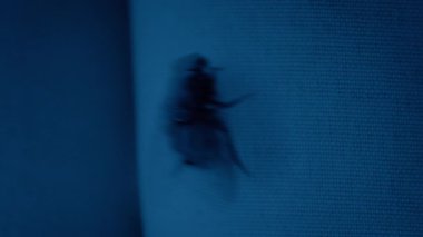 Uçar perdeye Karanlıkta ve yürür gider