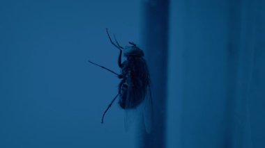 Pencere Yukarı Uçar 4 Atışlar