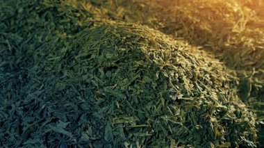 Yeşil Çay Yığını Güneş Işığında