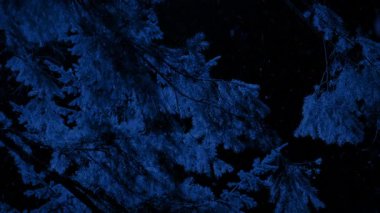 Geceleri Karda Ağaç Dalları