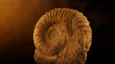 Tozlu Işıltıdaki Jurasik Deniz Yaratıklarının Fosili