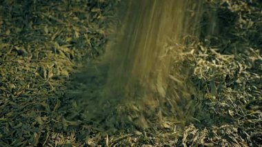 Yeşil Çay Yığın Çekimine Dökülüyor