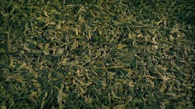 Yeşil Çay Yaprakları Yakın Çekim Dönüşü