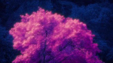 Karanlıktaki Pembe Sihirli Ağaç