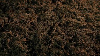 Kahverengi Yosun Yeşil Sağlıklı Ortam Konseptine Dönüyor