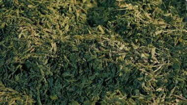 Yeşil Çay Yığını Dönüyor