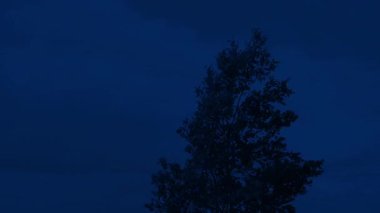 Geceleri güçlü rüzgarda sallanan tek bir ağaç.