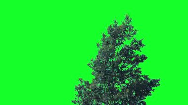 Fırtına Rüzgarındaki Ağaç Yeşil Ekranı İzole Etti