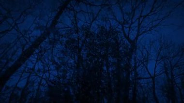 Ormana yağan karlar, geceleri su yüzüne çıkıyor.