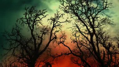 Ateşli Kıyamet Ölü Ağaçların Arkasında Gökyüzü Dramatik Mahvolmuş Manzara