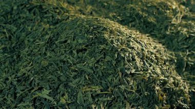 Yeşil Çay Yığınla Taşıma Çekiminde Hasat Edildi