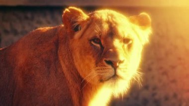 Aslan Kız Güneş Işığı Portresi