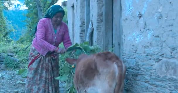 Wanita India Miskin Yang Bekerja Desa Memotong Rumput Untuk Ternak — Stok Video