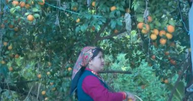 Portakal toplayan Hintli bir kız. Yüksek kaliteli elma prores 4k video 60 fps video. 