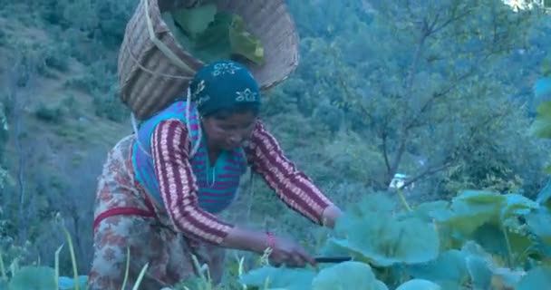 Mulheres Indianas Pobres Que Trabalham Aldeia Cortam Grama Para Gado — Vídeo de Stock