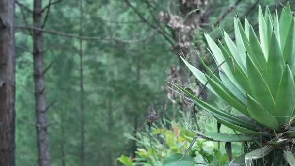 Uma Planta Aloe Vera Lado Dos Arbustos Floresta Imagens Alta — Vídeo de Stock