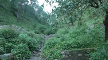 Hindistan 'ın Himalaya bölgesinde, Uttarakhand' da birçok farklı ağaç ve bitki türü ile çevrili olan bu bahar mevcuttur. Yüksek kalite 4K görüntü