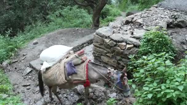 Mule Carrying Weights Hilly Region Uttarakhand India High Quality Footage — Αρχείο Βίντεο