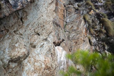 Himalaya Hindistan 'daki tepede mavi koyun ya da Bharal. Pseudois nayaur ayrıca Helan Shan mavi koyunu, Çin mavi koyunu, Himalaya mavi koyunu veya naur olarak da bilinir..