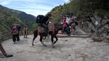 Dehradun, Uttarakhand Hindistan-17 Mayıs 2023-Uttarakhand 'ın görkemli zirvelerinde hayvanlar görevleri gereği temel taşırlar ve dağ yollarının sessiz kahramanları olurlar. 4k görüntü 