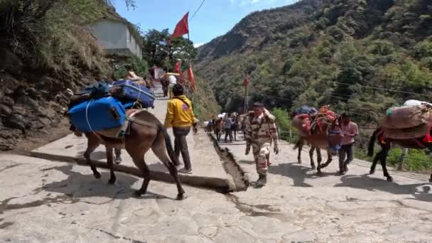 Dehradun Uttarakhand Índia Maio 2023 Nos Picos Majestosos Uttarakhand Animais — Vídeo de Stock