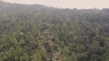 Doğal harikalar yolculuğuna çıkarak, Hint ormanlarının büyüleyici güzelliğini araştırıyoruz. Yüksek kaliteli görüntüler.