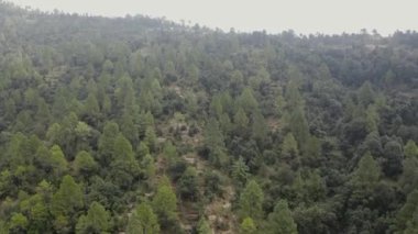 Doğal harikalar yolculuğuna çıkarak, Hint ormanlarının büyüleyici güzelliğini araştırıyoruz. Yüksek kaliteli görüntüler.