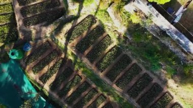 Uttarakhands manzaralı manzara, güzel bir fidanlık canlı renkler ve yemyeşil ile çiçek açar.