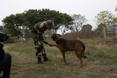 Dehradun, Uttarakhand Hindistan-17 Ağustos 2023 - Askeri eğitimin disiplinli rehberliğinde köpekler tokalaşma sanatını öğrenirler. 