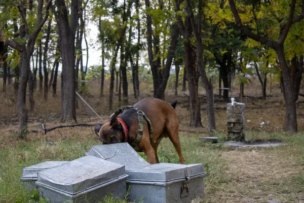 stock image Trained dogs in Uttarakhand embark on a mission to track and uncover illegal activities.High quality image 