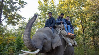 Dehradun, Uttarakhand Hindistan-17 Ağustos 2023. Gözleriniz, Uttarakhand 'ın verimli ormanlarında ilerleyen fillerin zarif uyumunu yakaladığında doğanın şiirlerine tanık olun.