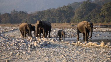 In the heart of James Corbett National Park, majestic and wise, the elephants weave tales of wilderness grace.High quality image clipart